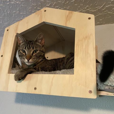 Photo for 143557 [Juni (Juniper)]