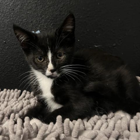 Photo for 143609 [Eclaire]