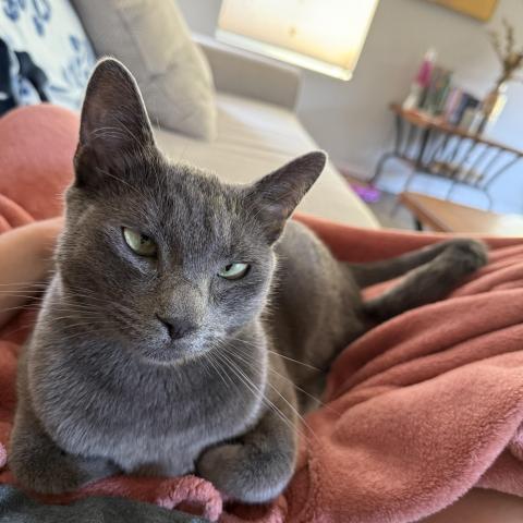 Photo for 143856 [Goose]