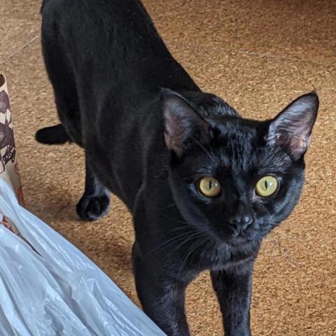 Photo for 144773 [Coco]