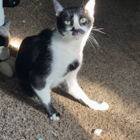 Photo for 145523 [Milo]