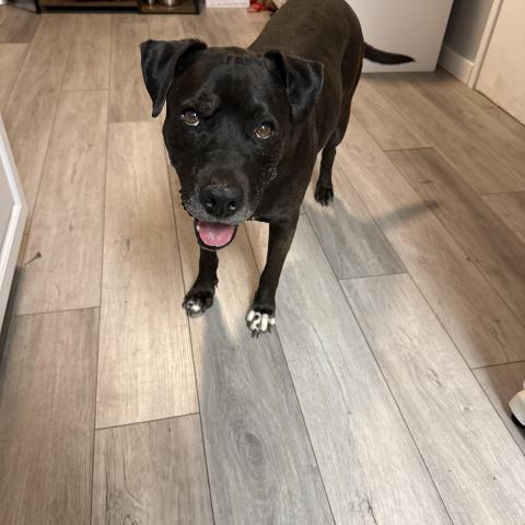 Photo for 145676 [Buddy]