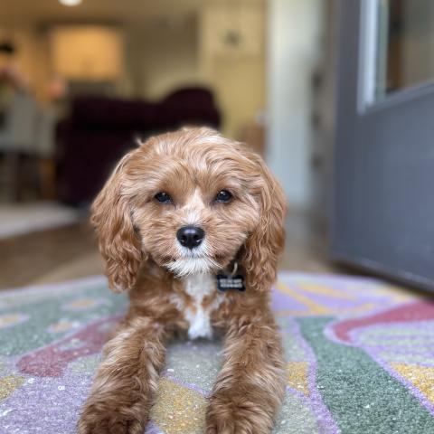 Photo for 145919 [Georgie]