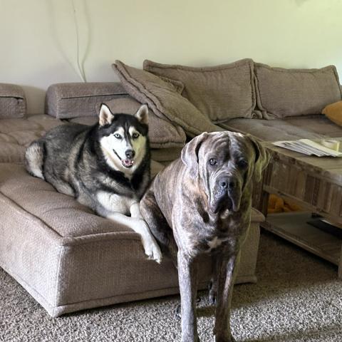 Photo for 145968 [Koa and Knuckles]