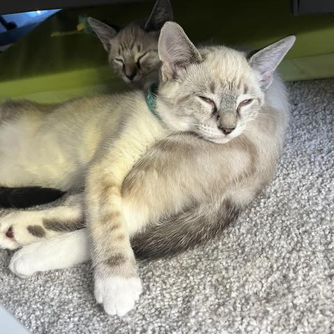 Photo for 146010 [Reggie]