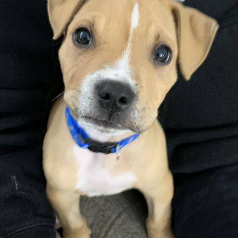 Photo for 146860 [Bodhi]