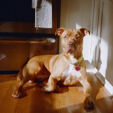 Photo for 147212 [Benny]