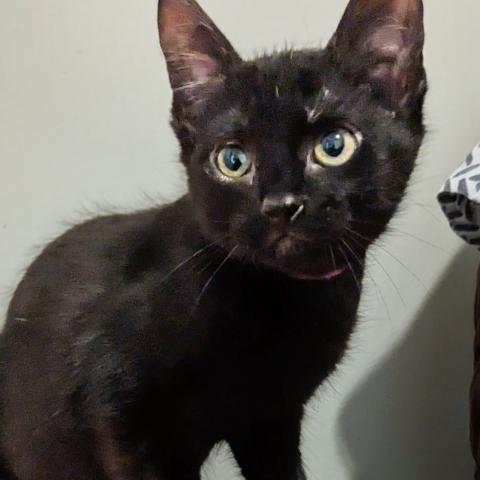 Photo for 147264 [Jasmine]