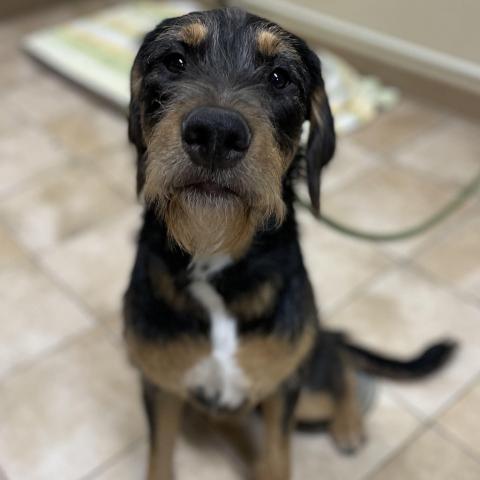 Photo for 147780 [Frodo]