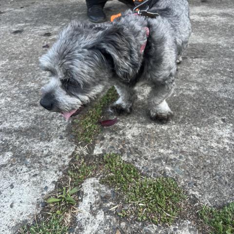 Photo for 147850 [Osmito and brother]