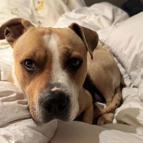 Photo for 147941 [Baked Potato]