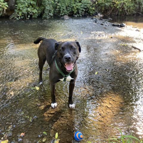 Photo for 148033 [Poe/Potato]