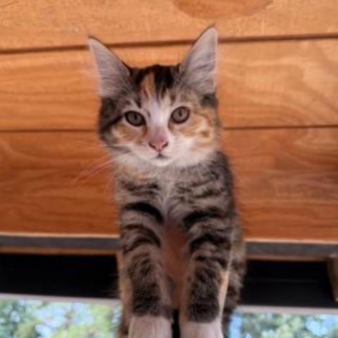 Photo for 148042 [Peaches]