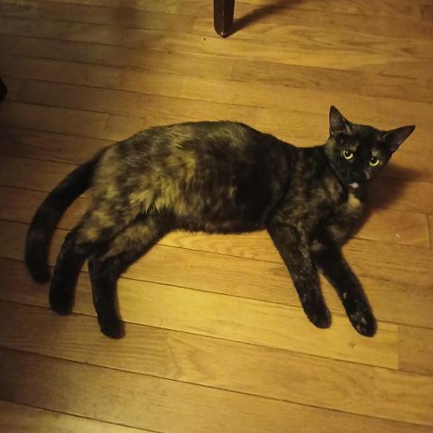 Photo for 148046 [Pregnant Female Cat]