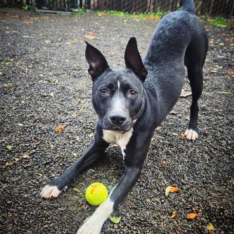 Photo for 148422 [Smokey]