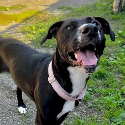 Photo for 148478 [Daisy]