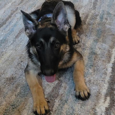 Photo for 148614 [Fritz]