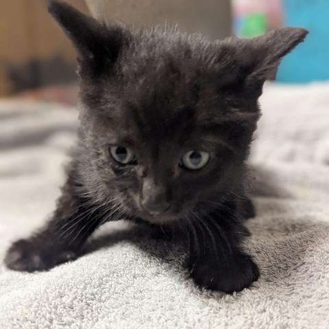 Photo for 148638 [Cricket]