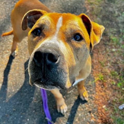 Photo for 149098 [Mr. Darcy]