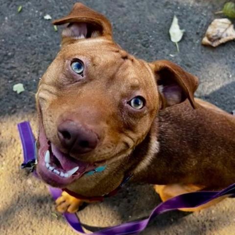 Photo for 149115 [Squirrel]