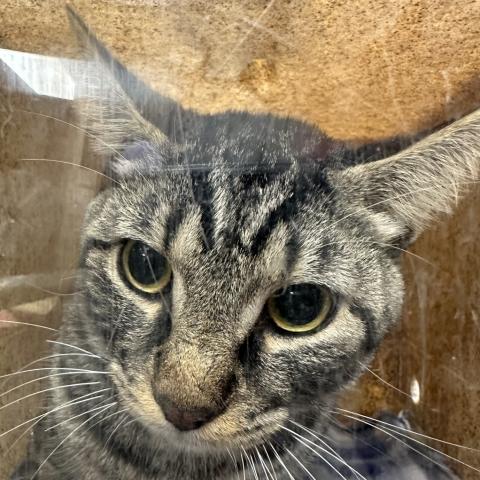 Photo for 149525 [Houdini]