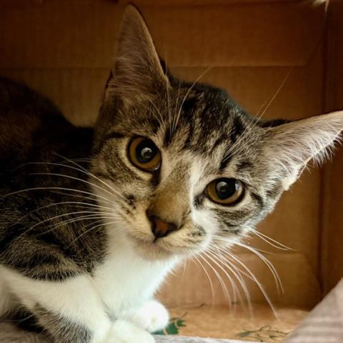 Photo for 149569 [The Great Gazoo]