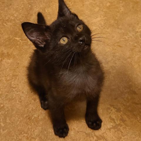 Photo for 149615 [Suped-Up Trooper]