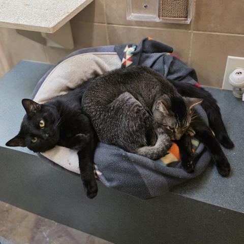 Photo for 149701 [Jamal]