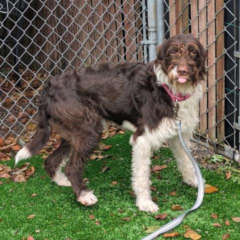 Photo for 149902 [Paddy]