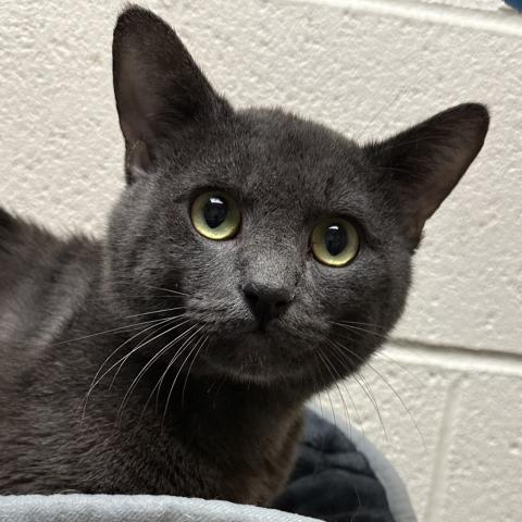 Photo for 150252 [Barnaby]