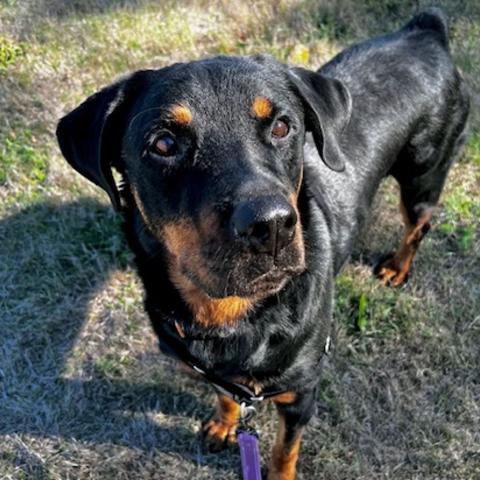 Photo for 150293 [Scotty]