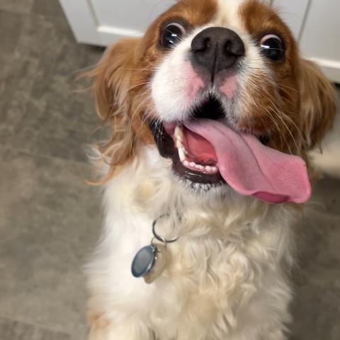 Photo for 150542 [Archibald]