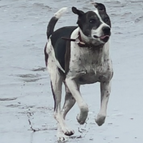 Photo for 150570 [Picosa]