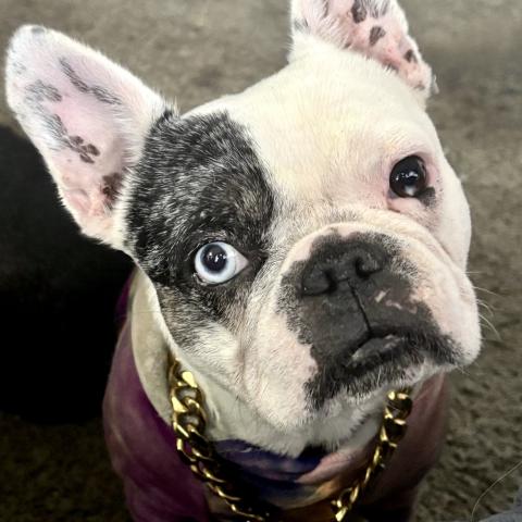 Photo for 150574 [Nabbit]