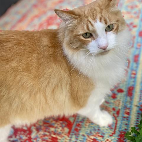 Photo for 150796 [Rubin]