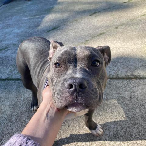 Photo for 150950 [Tank]