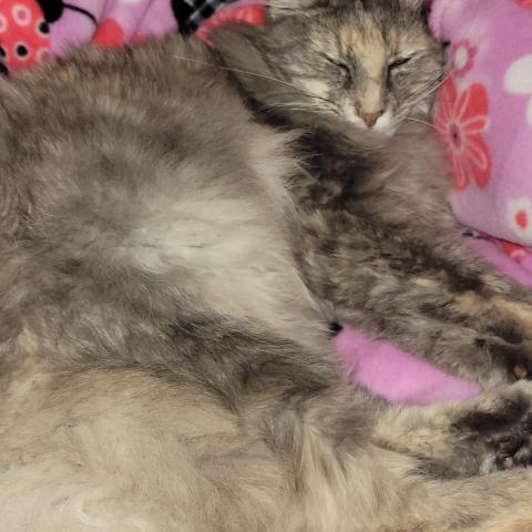 Photo for 150977 [Sherbert]