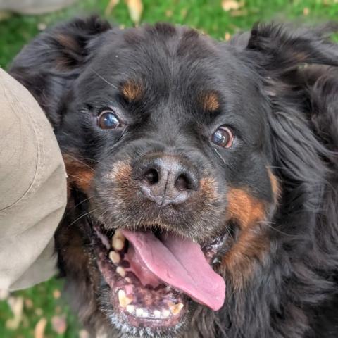 Photo for 150979 [Moose]