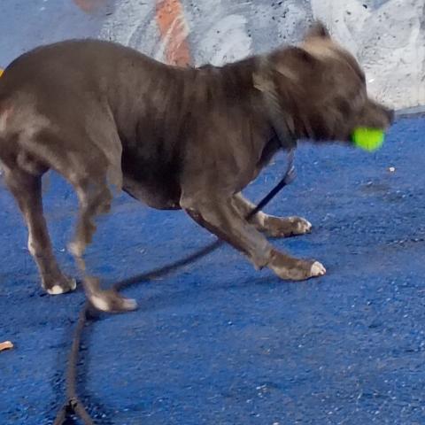 Photo for 150997 [Gilgamesh]