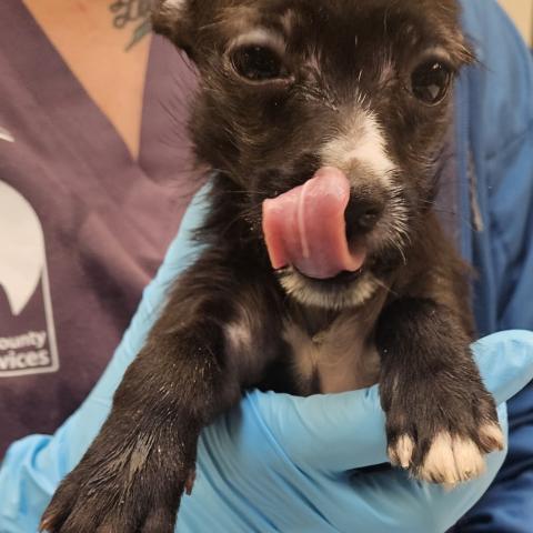 Photo for 151158 [Oprah]