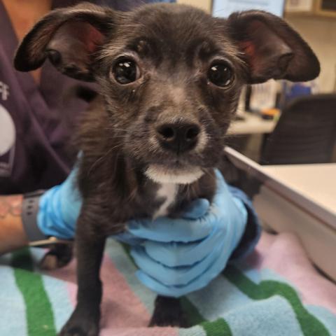 Photo for 151160 [Donahue]