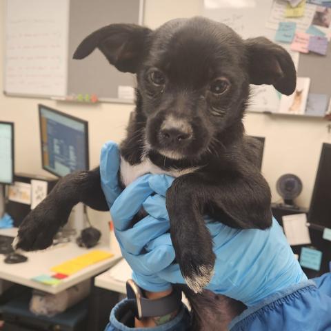 Photo for 151164 [Regis]