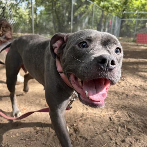 Photo for 151299 [Princess]