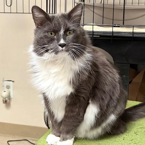 Photo for 151318 [Silver]