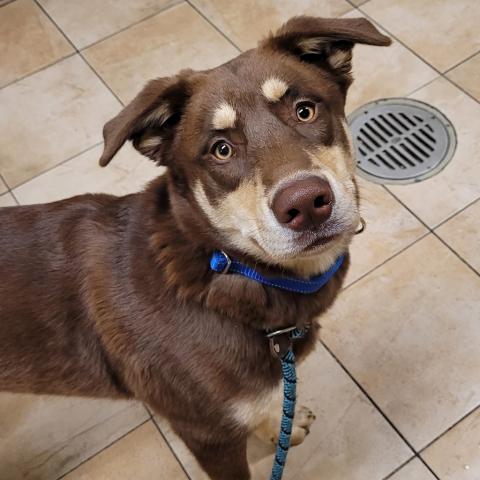 Photo for 151338 [Caramel Apple]