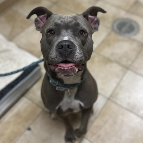 Photo for 151348 [Zola]