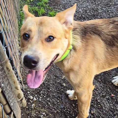 Photo for 151371 [Sparky]