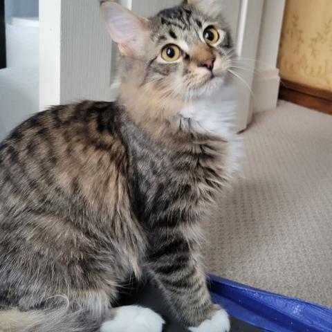 Photo for 151501 [Bamm-Bamm]