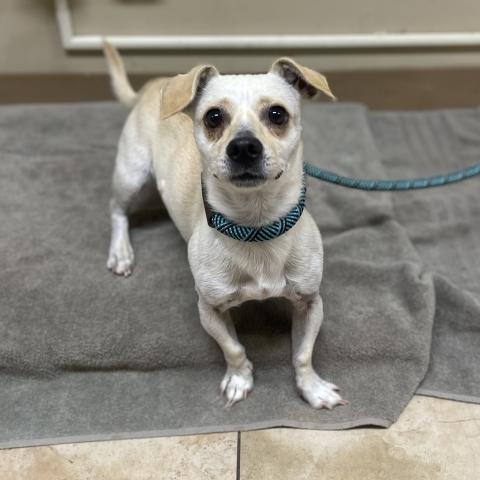 Photo for 151502 [Frankenpup]