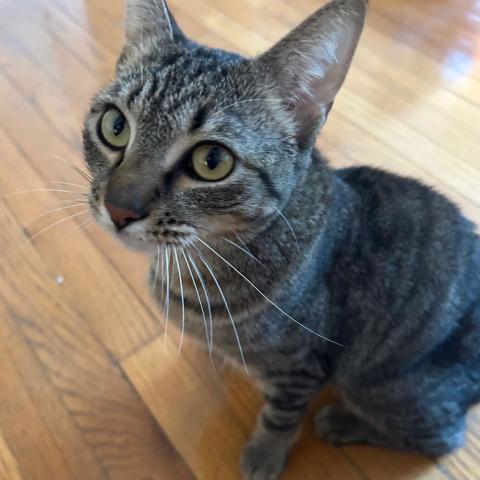 Photo for 151537 [Amelia]